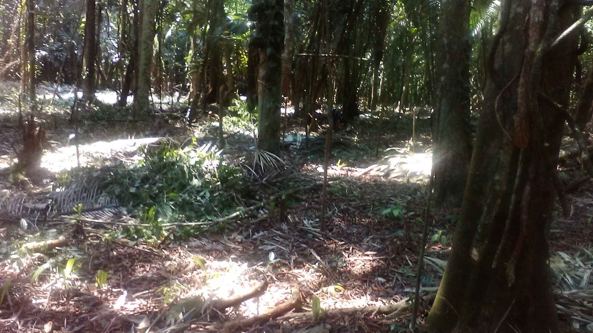 Preserving the Jungle Canopy Provides Shade, Preserves Habitat