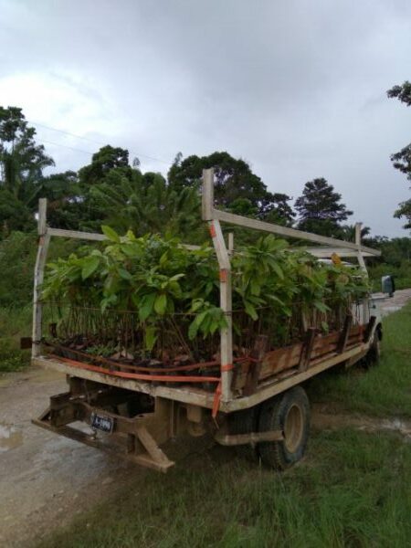 Seedlings on Truck