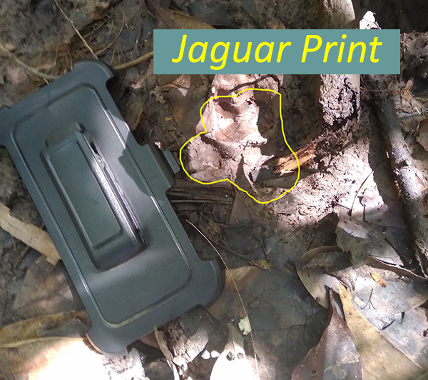 Jaguar Print on the Path to the Cacao Field