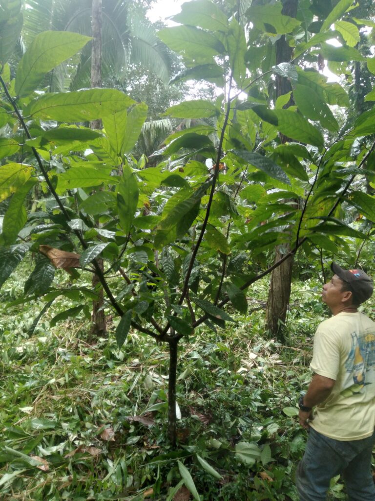 Cacao Tree - Jungle Cat Cacao Farm